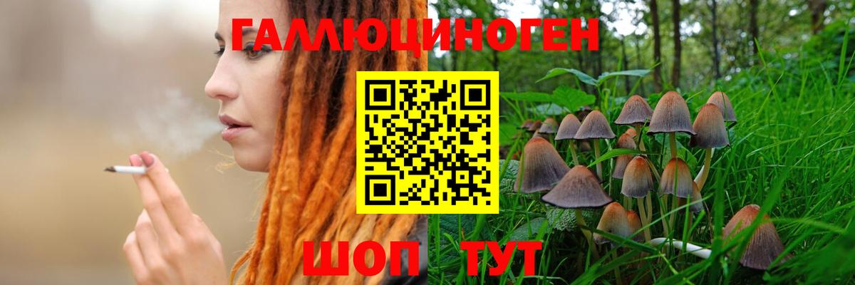 Курчалой  купить наркотик  Вход с VPN  Псилоцибиновые грибы GOLDEN TEACHER 